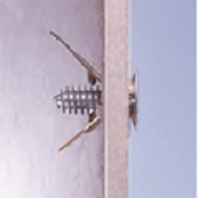 WALR BIS CHEV.GOLD 30X4MM-25PC